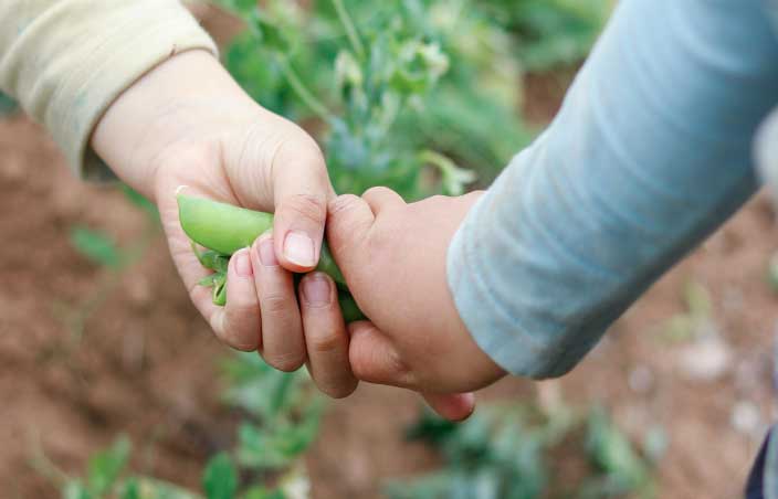 Bohne Hand in Hand